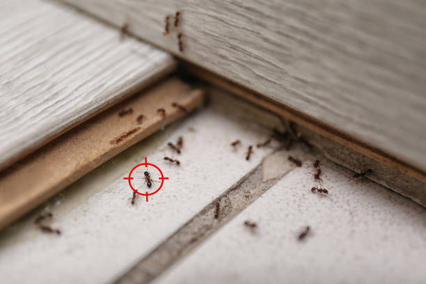 Best Affordable Exterminators  in Griggsvle, IL