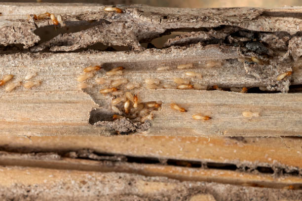 Best Pest Prevention Services  in Griggsvle, IL