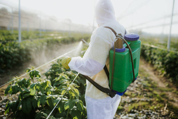Best Termite Control Services  in Griggsvle, IL